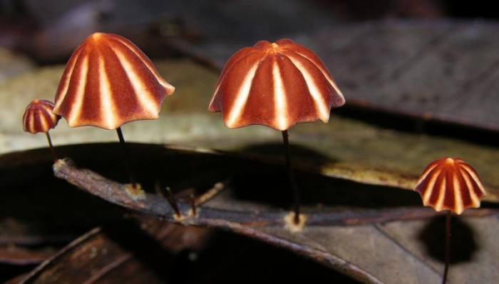 信邦生物對于食用菌的采購